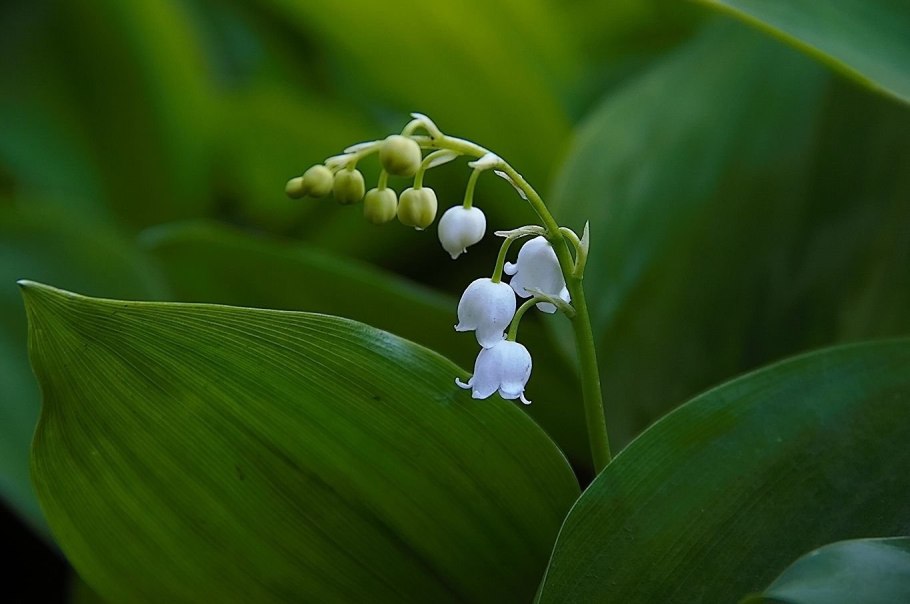 Ландыш Майский Пробуждение
