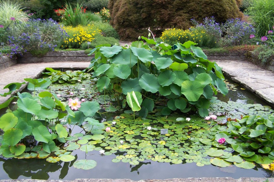 Ландшафтный сад "нимфея парк"