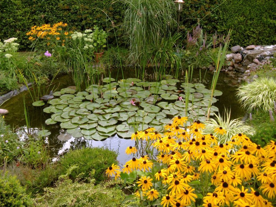 Цветы вокруг прудика