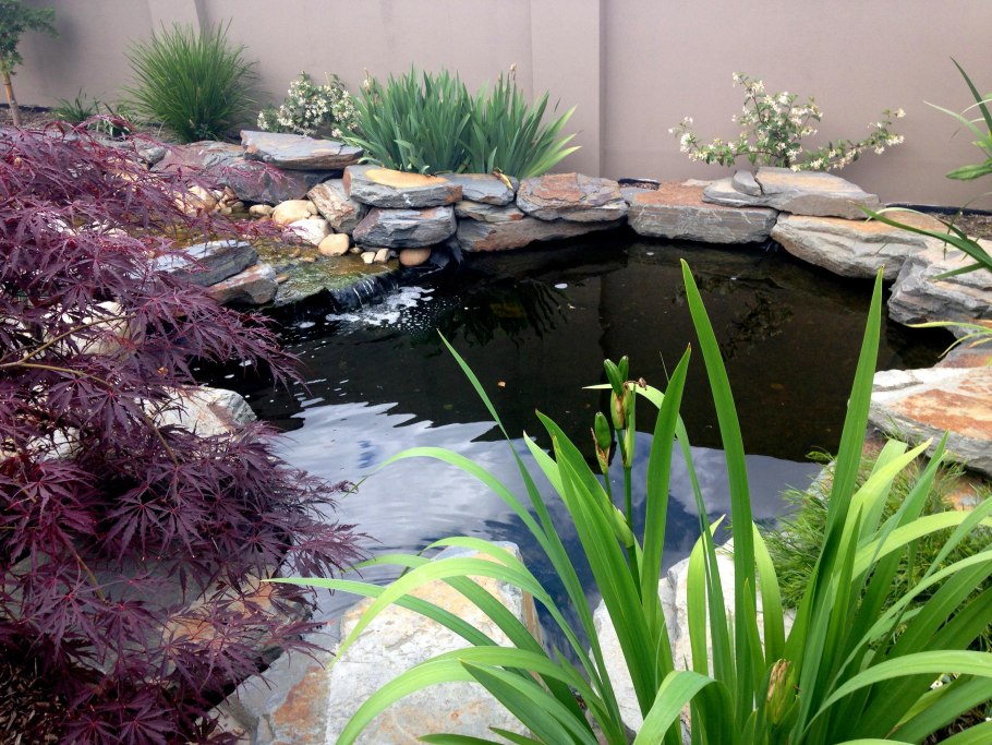 Прудовые растения Подмосковья