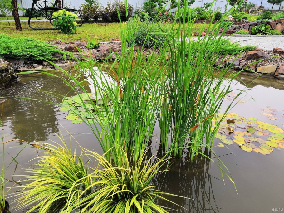 Рогоз малый