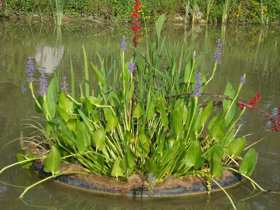 Красивые растения водоемов