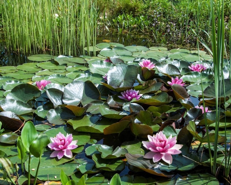 Растения водоемов