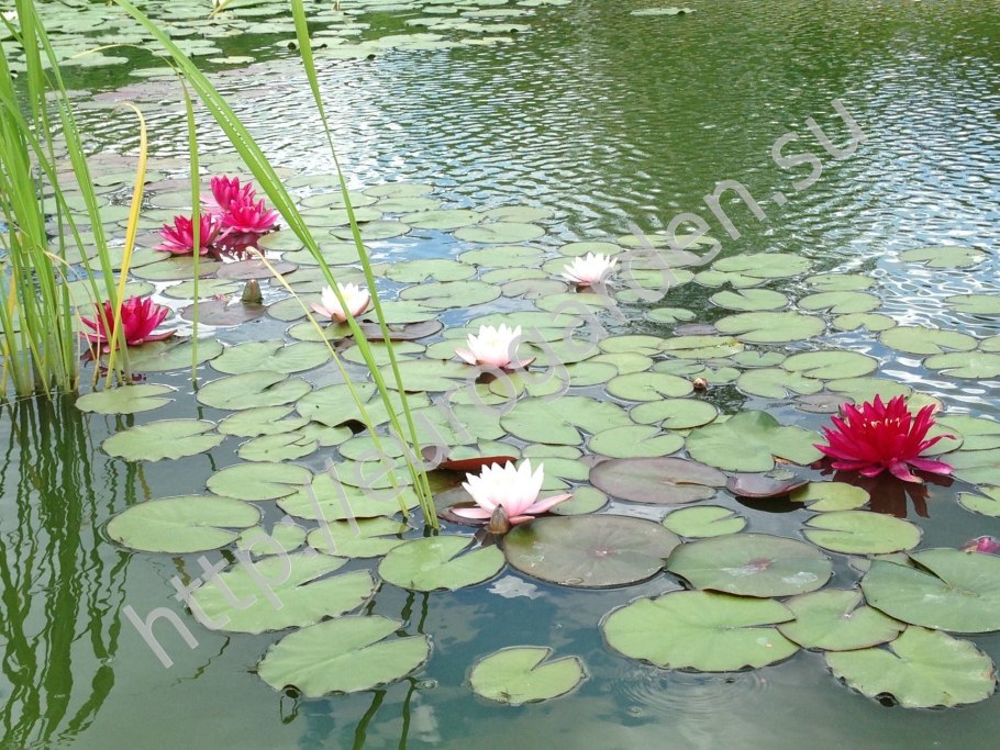 Прибрежно-водные растения