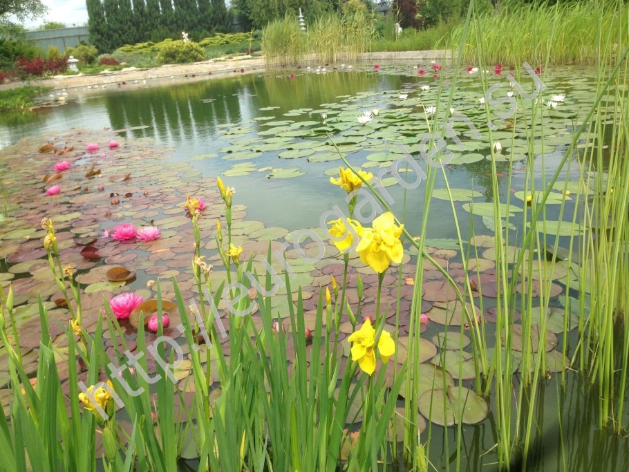 Водные и околоводные растения