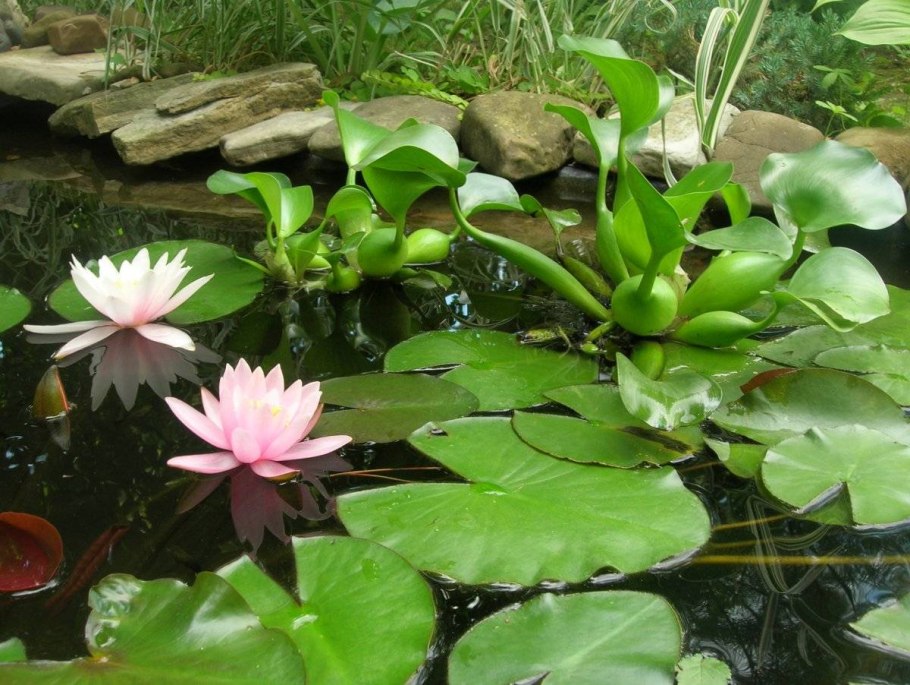 Прибрежно-водные растения