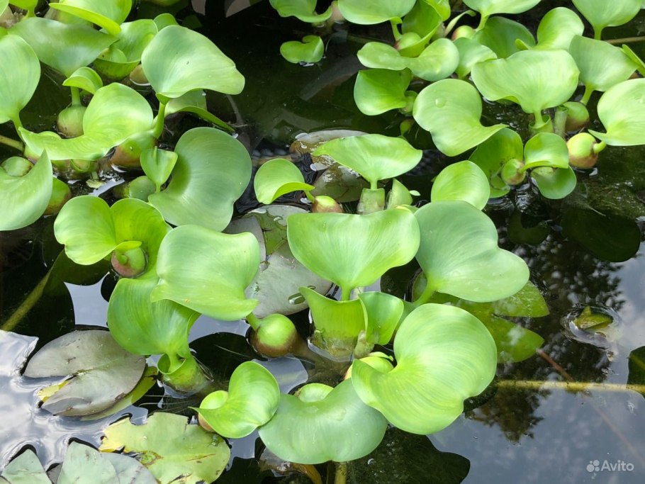 Прудовая Канна