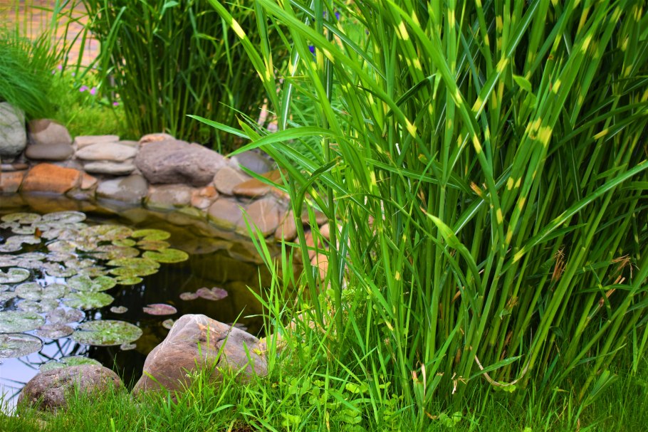 Прудовые растения