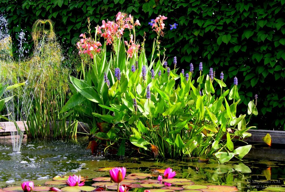 Канна Болотная