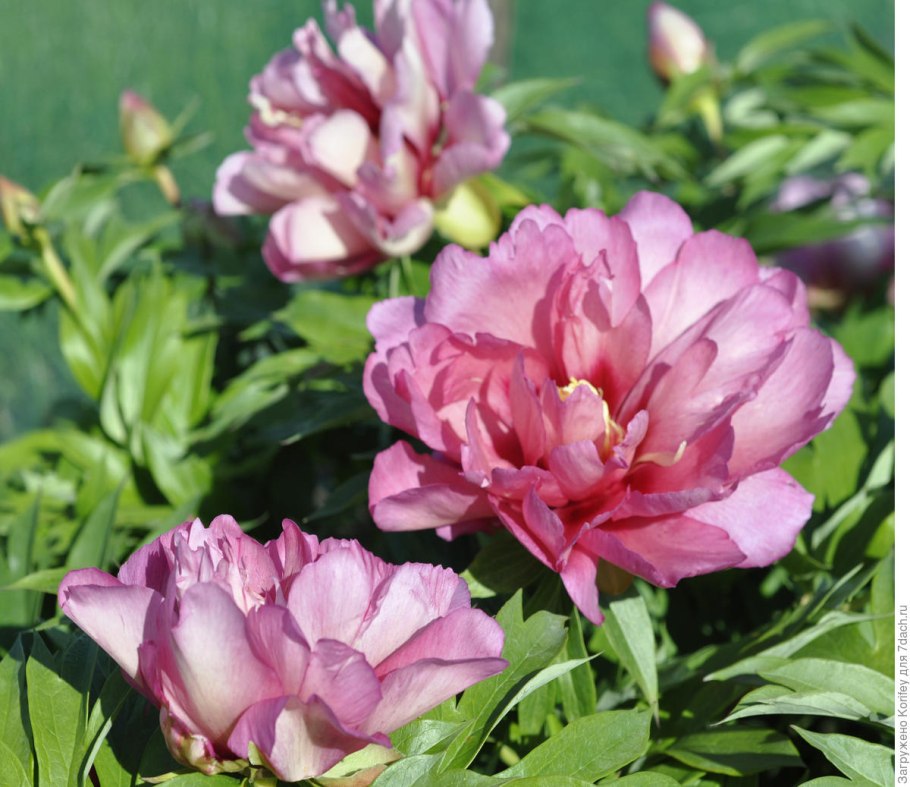 Пион Ито-гибрид Хиллари Hillary