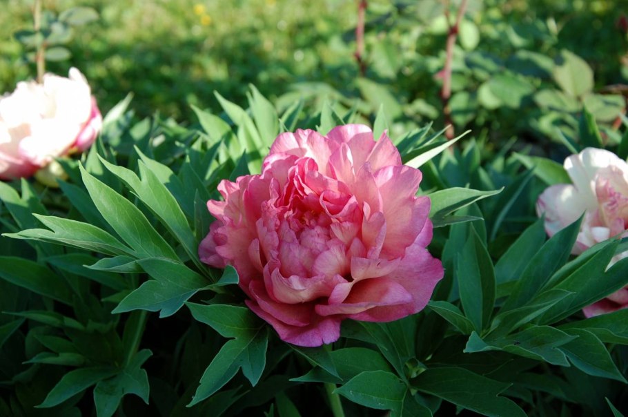 Пион-Ито Ориентал Голд