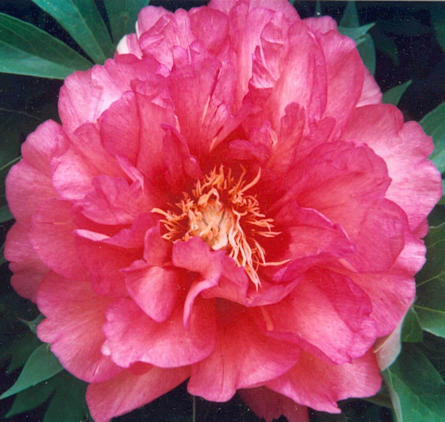 Келлис Мемори пион