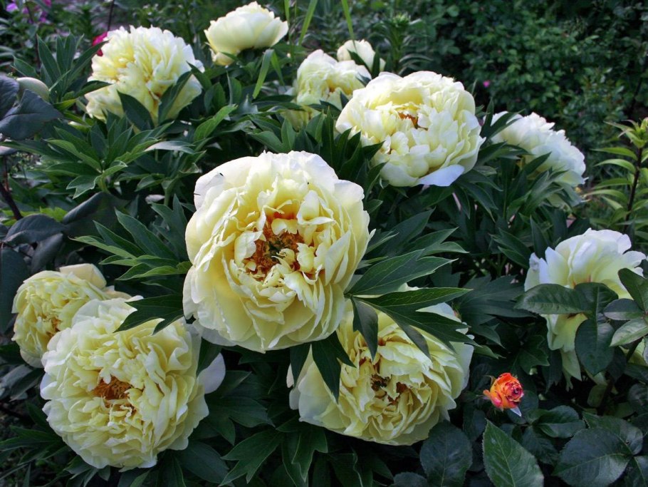 Пион Ито Хиллари