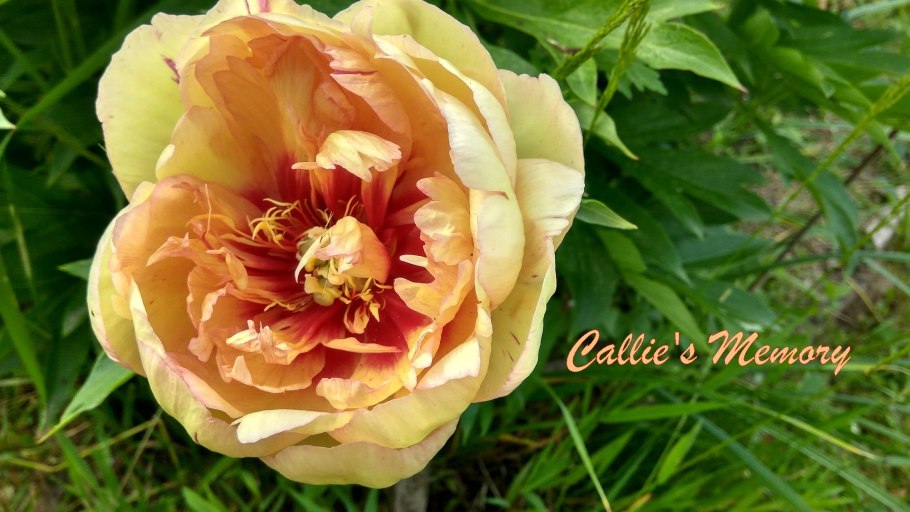 Пион Джулия Роуз