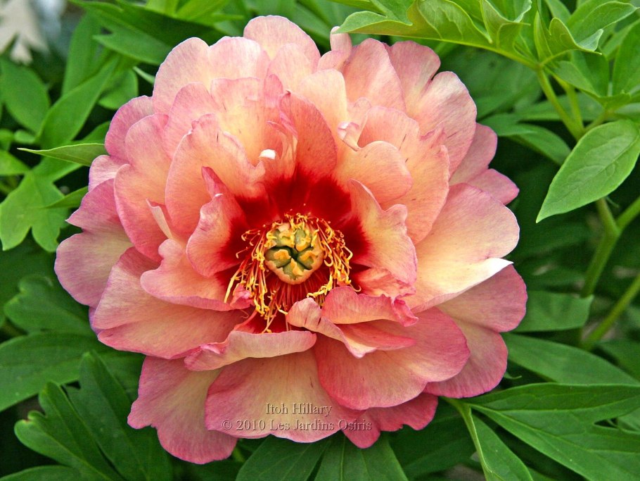 Пион Ито Хиллари