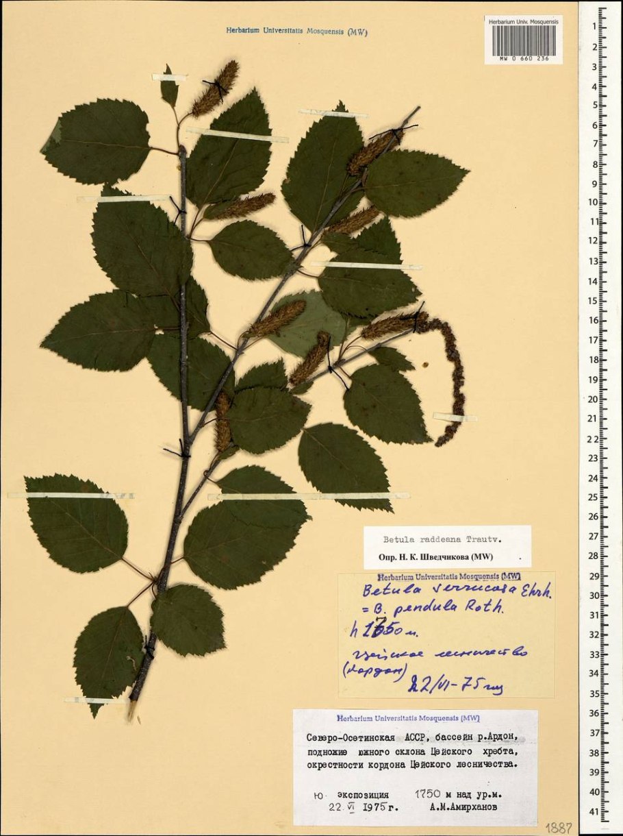 Береза Максимовича Betula maximowicziana