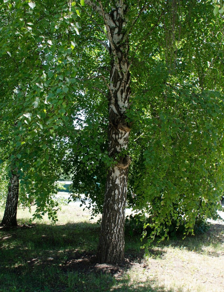 Береза черная Betula nigra