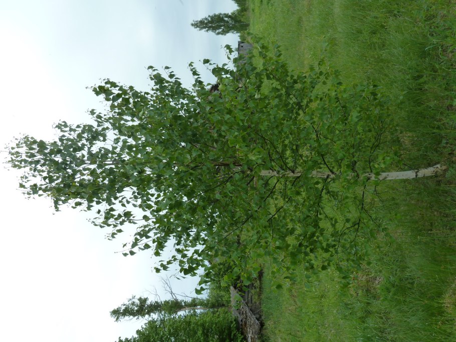 Береза каменная (Эрмана)