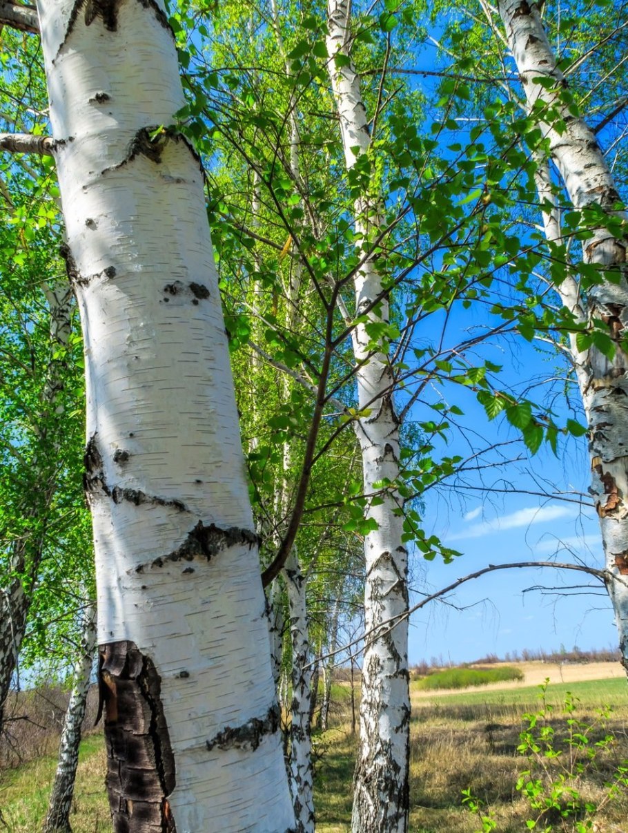 Береза "Хосери" (Betula "Hoseri")