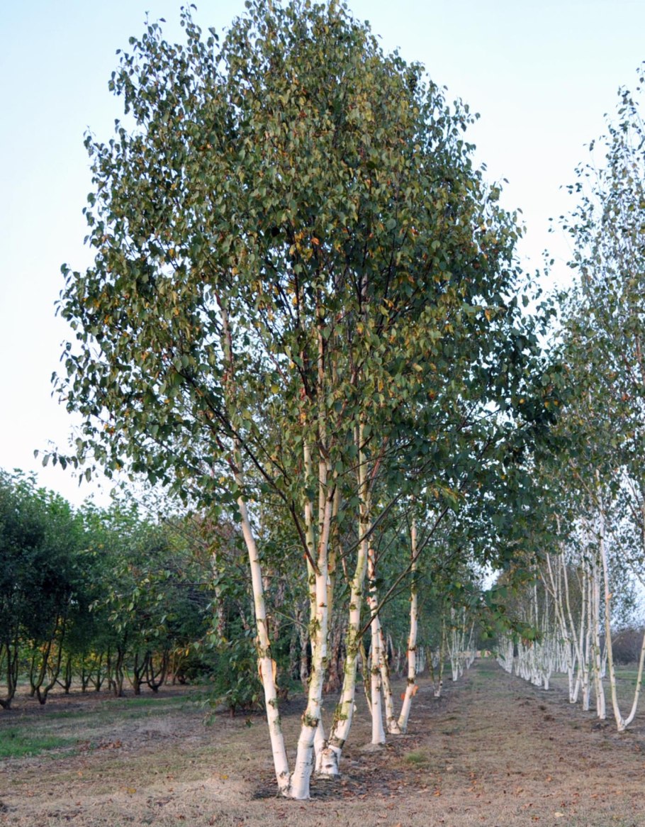 Betula raddeana