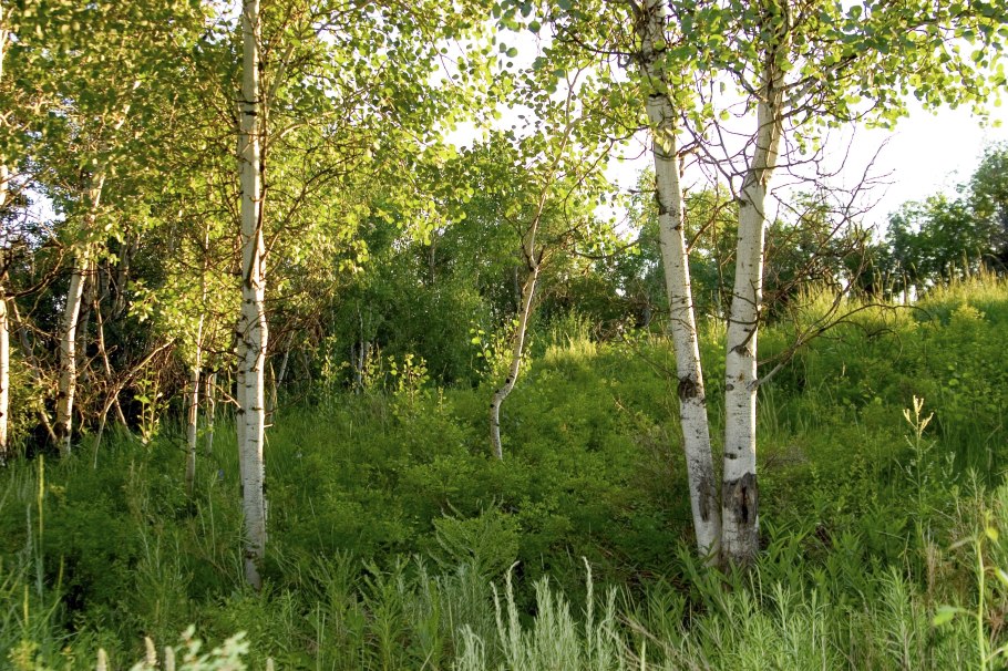 Берёза призе́мистая (лат. Betula humilis)
