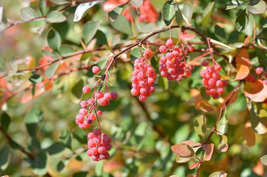 Барбарис обыкновенный Berberis vulgaris