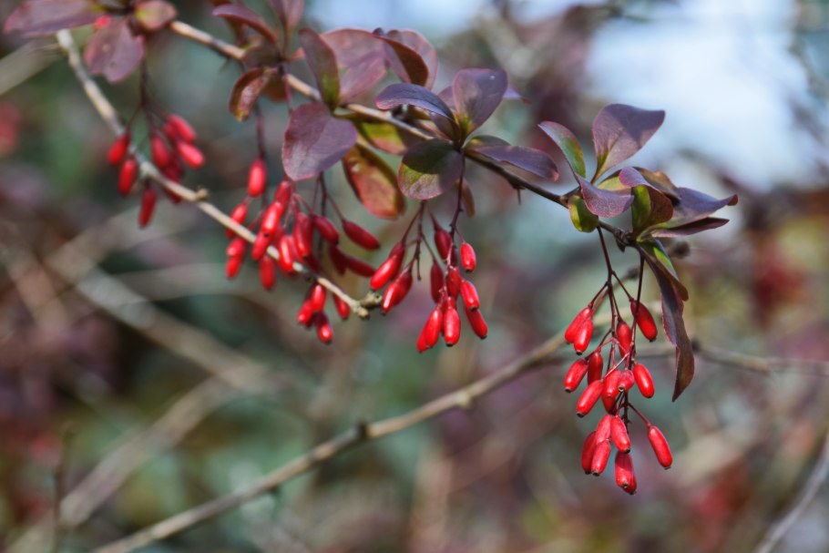 Барбарис обыкновенный. Common Barberry.
