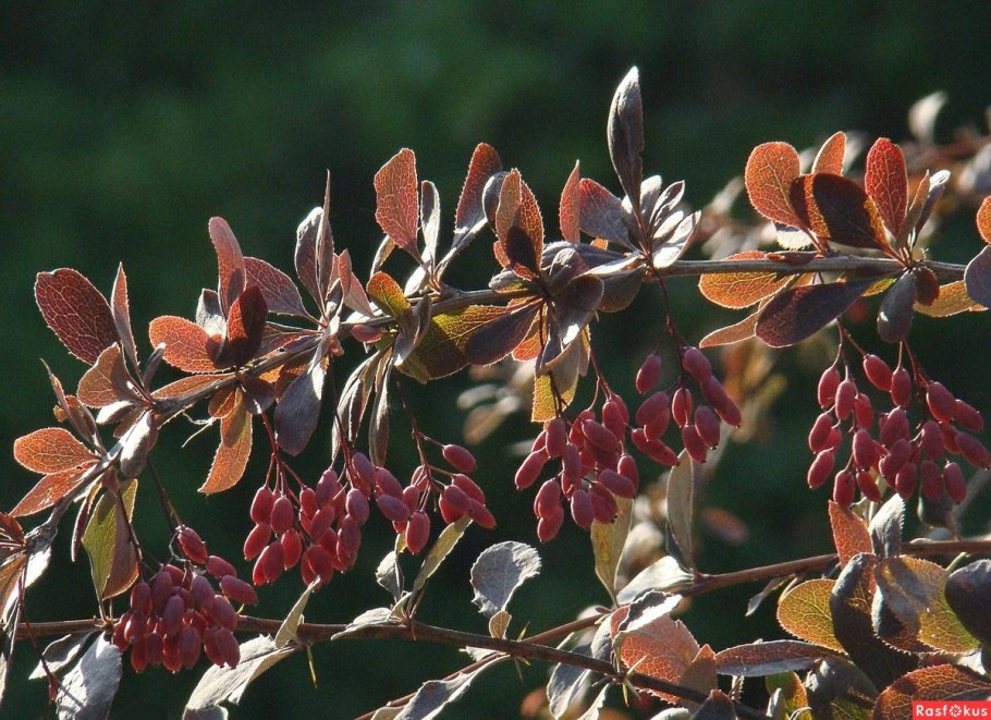 Барбарис обыкновенный Berberis vulgaris