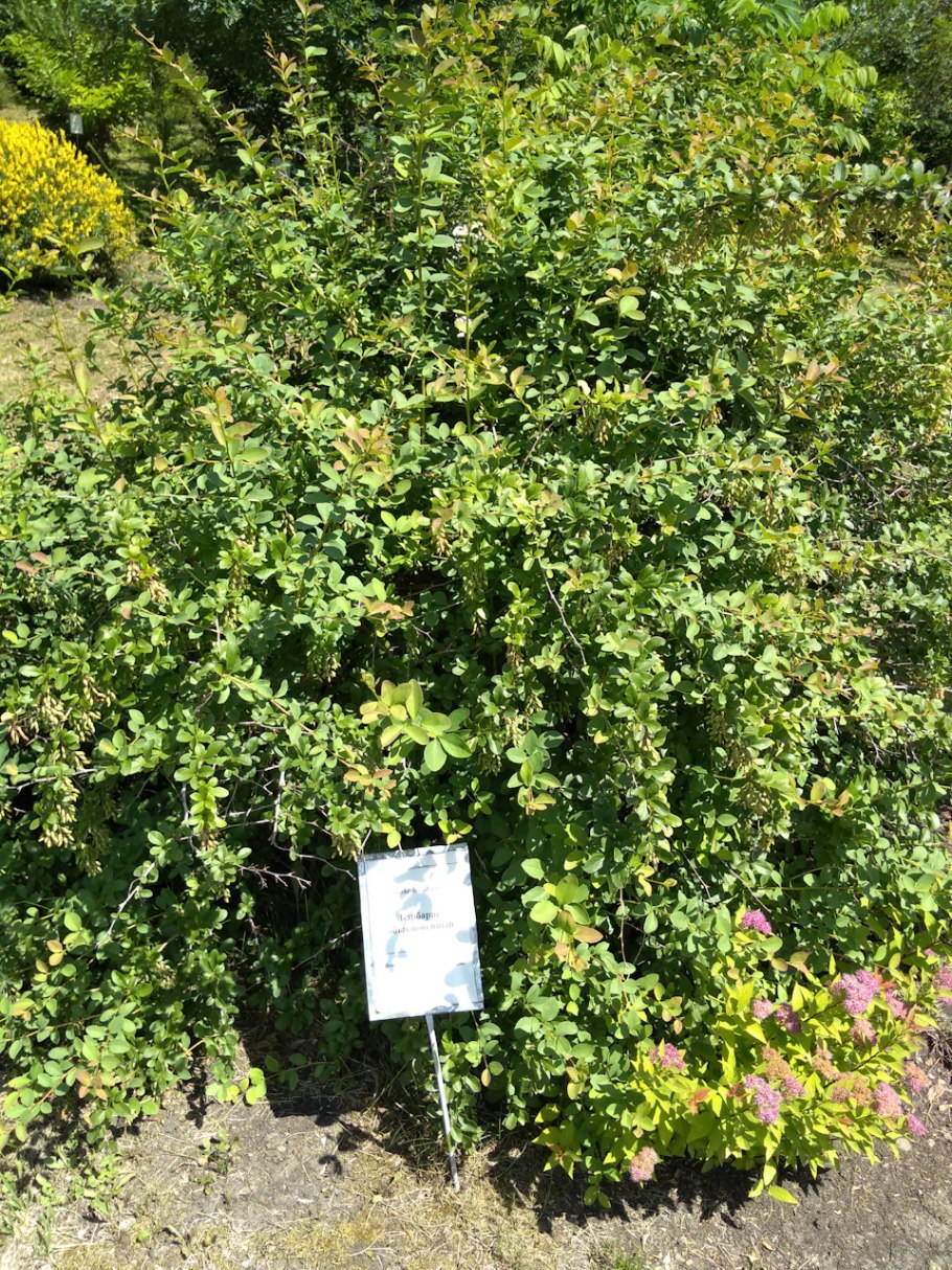 Berberis verruculosa