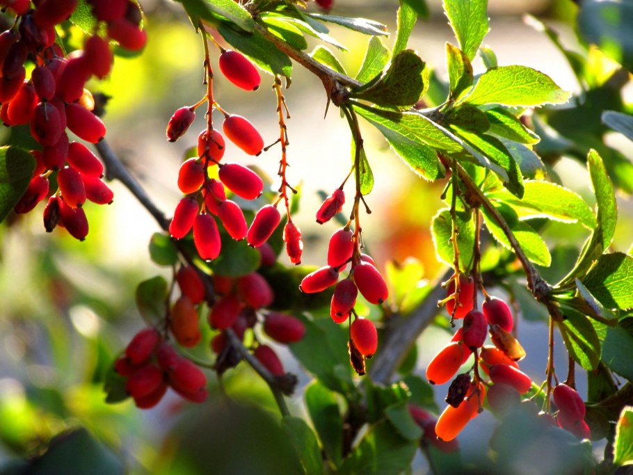 Барбарис обыкновенный Berberis vulgaris
