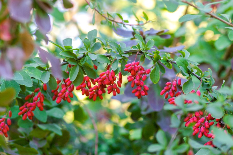 Berberis empetrifolia