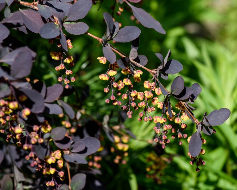Барбарис Тунберга Atropurpurea