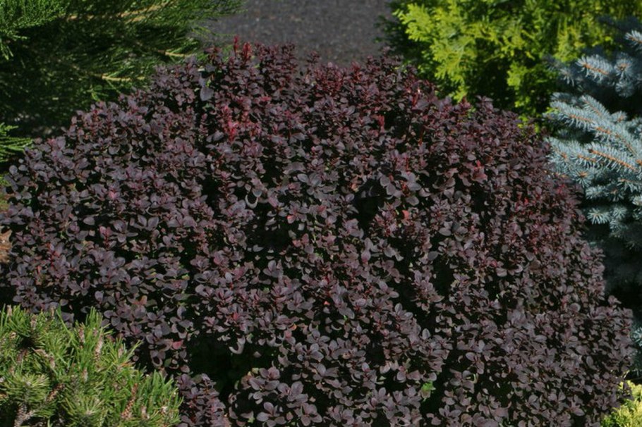 Berberis oblonga Барбарис