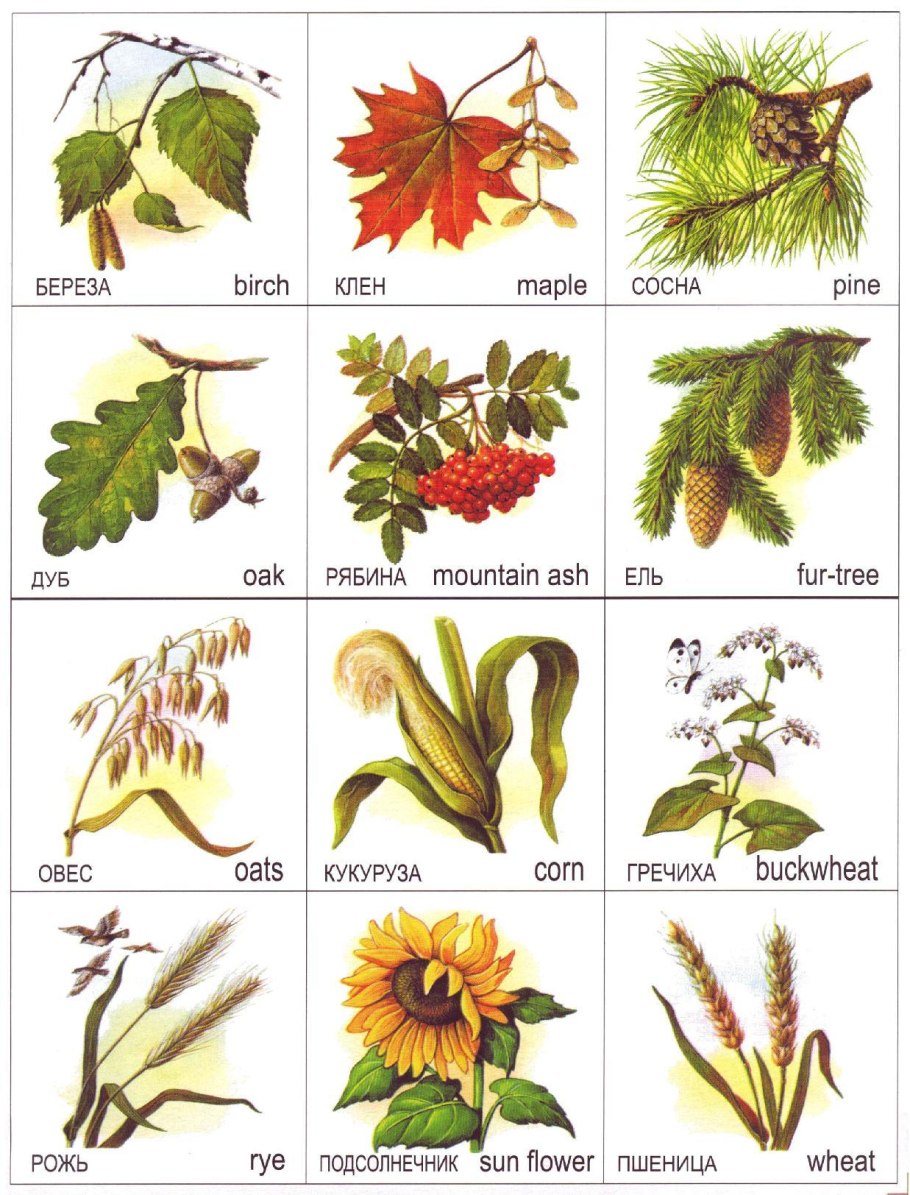 Листья и плоды деревьев