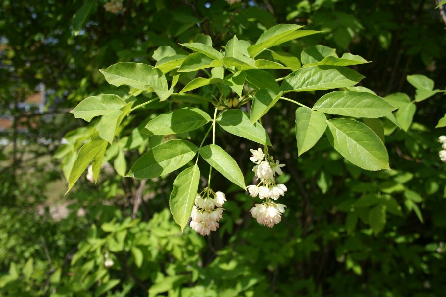 Клекачка перистая Staphylea pinnata