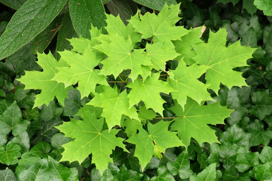 Клен остролистный (Acer platanoides)
