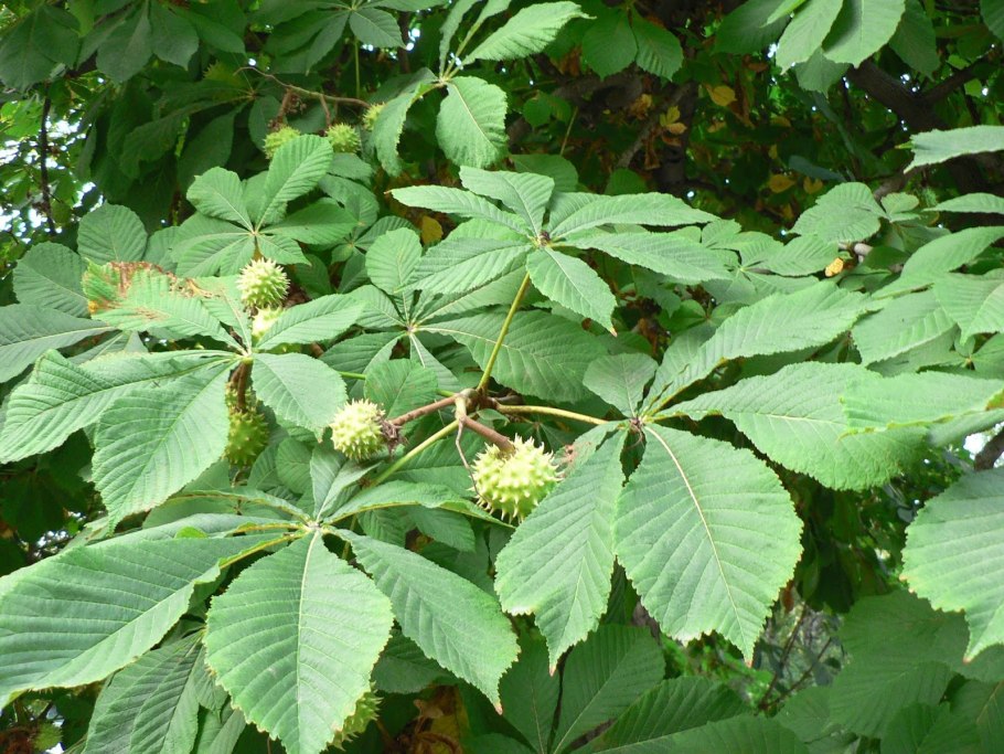 Деревья средней полосы России