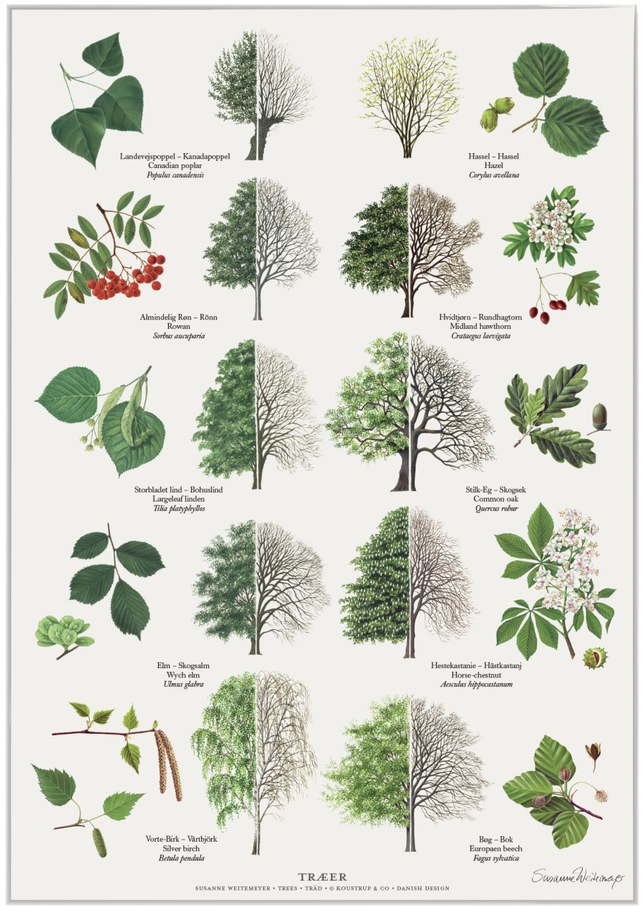 Дерево бурансвива