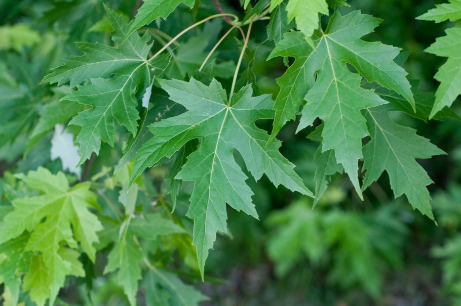 Клен серебристый Acer saccharinum