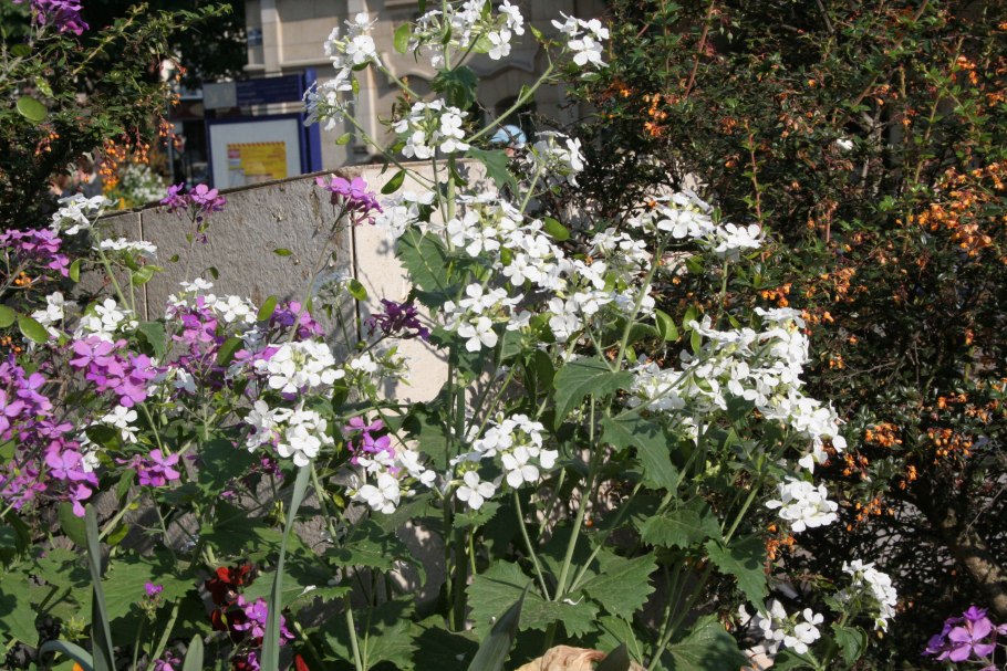 Лунник оживающий многолетний