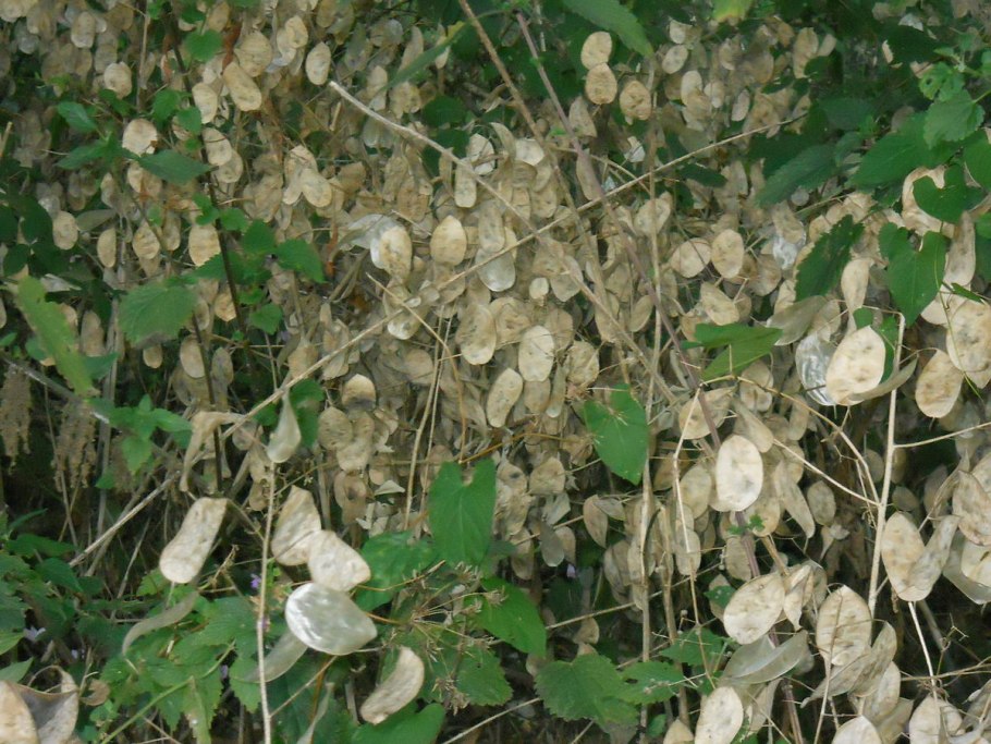 Лунник оживающий побег