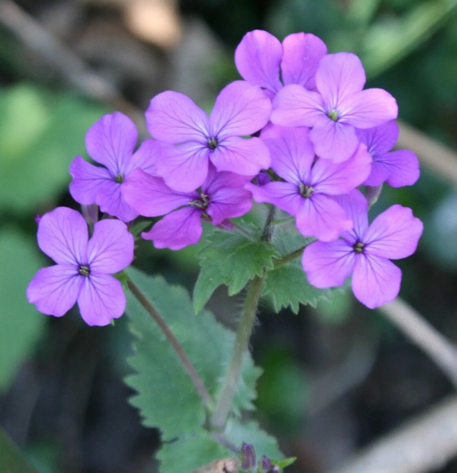 Lunaria annua Лунник однолетний