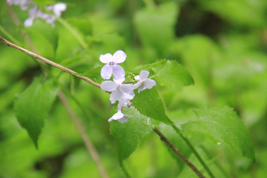 Крестоцветная Лунария