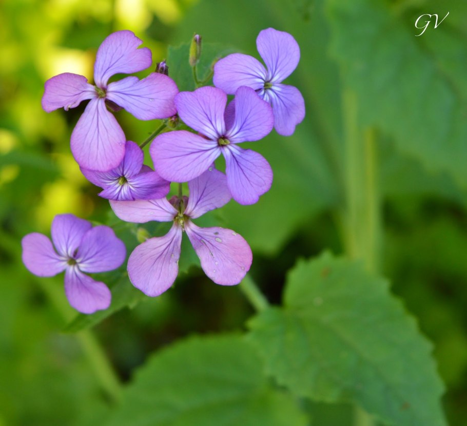 Крестоцветная Лунария