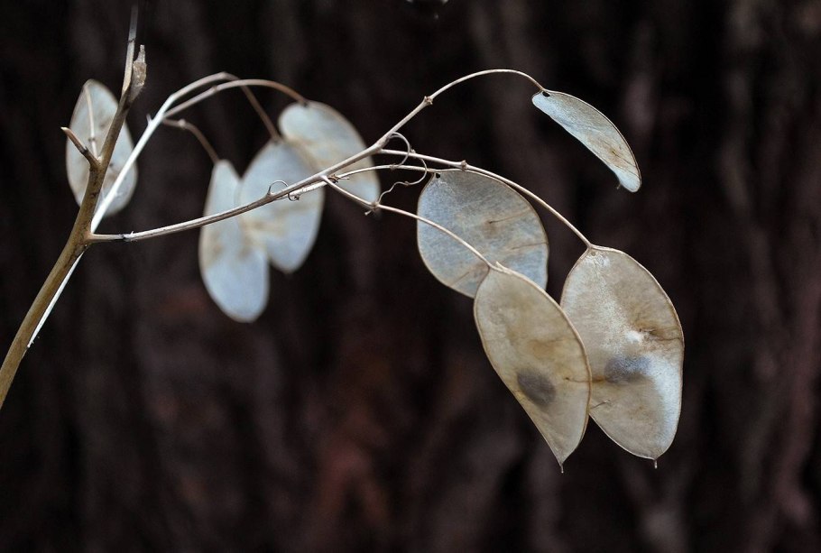Lunaria annua Лунник однолетний