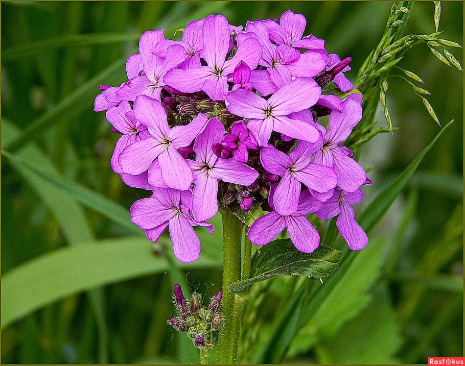 Лунария цветение