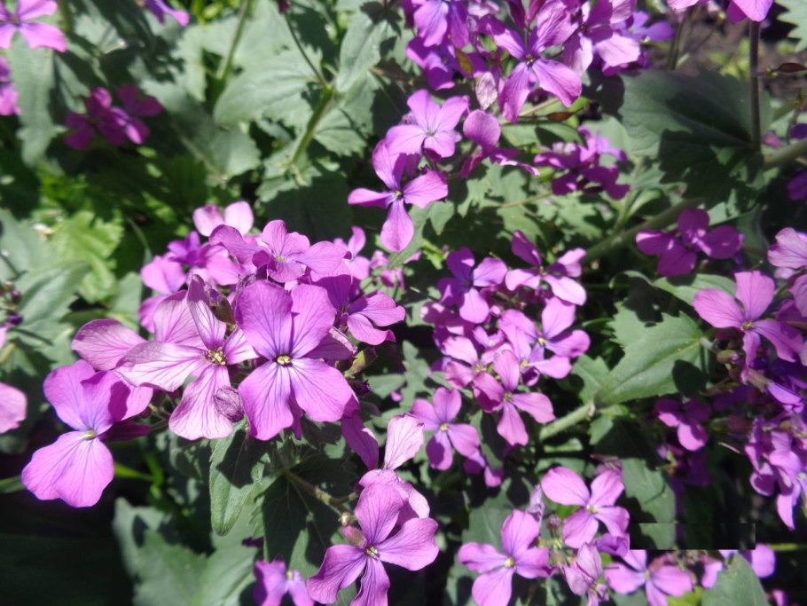 Крестоцветная Лунария