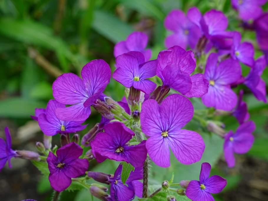 61. Лунария двулетняя