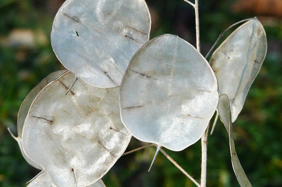 Лунник Вечерний цветок