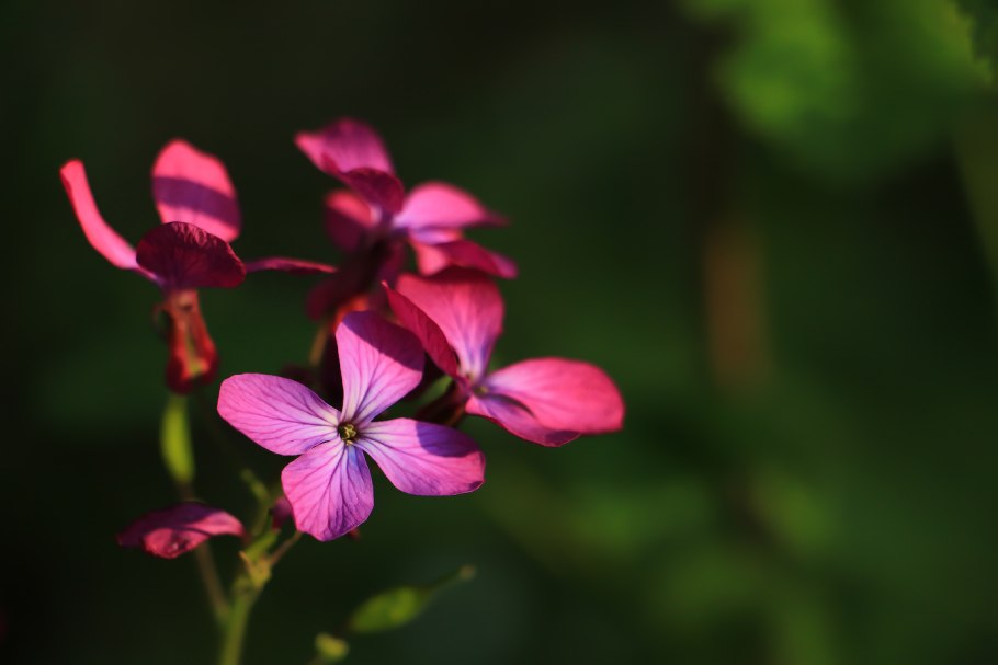 Лунария Лунник цветок